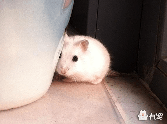 如何训练银狐仓鼠上手