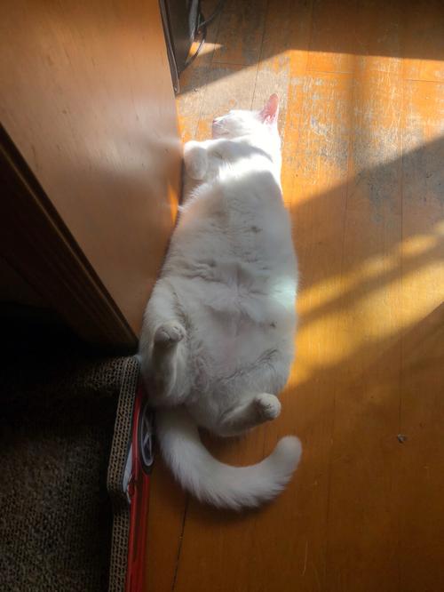 如何训练猫晚上睡觉