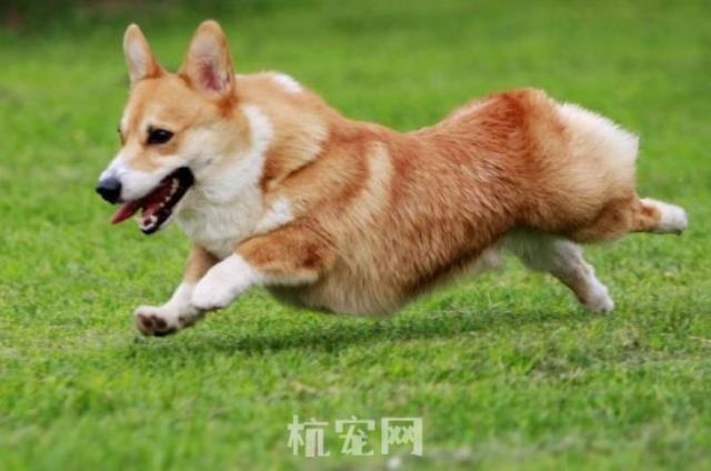 宠物狗怎样训练才听话