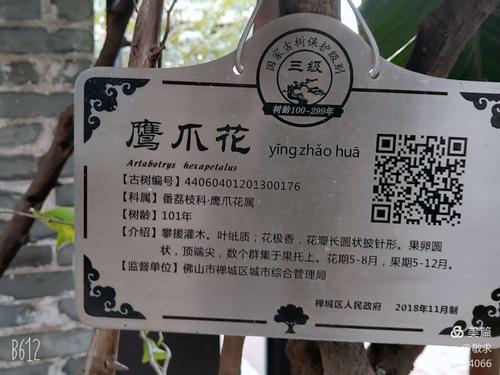 鹰爪花栽培