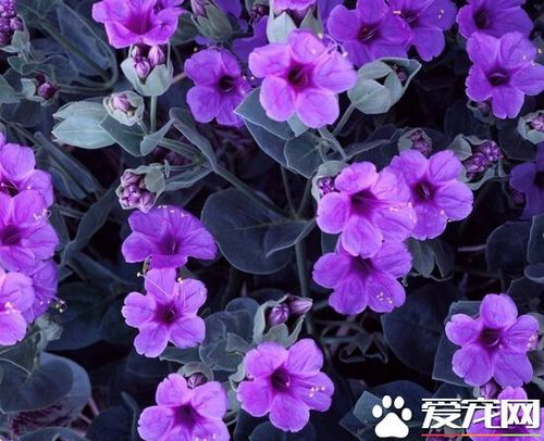 栽培紫罗兰花卉意义