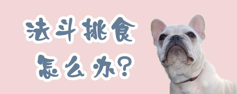 法斗不爱吃东西怎么办