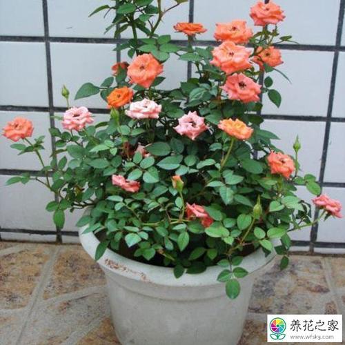 香木月季的盆栽培技术
