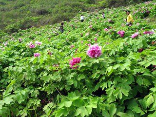 栽培牡丹花