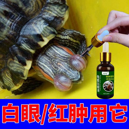 巴西龟幼龟不吃东西