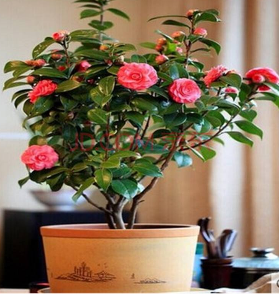 茶花修剪注意事项