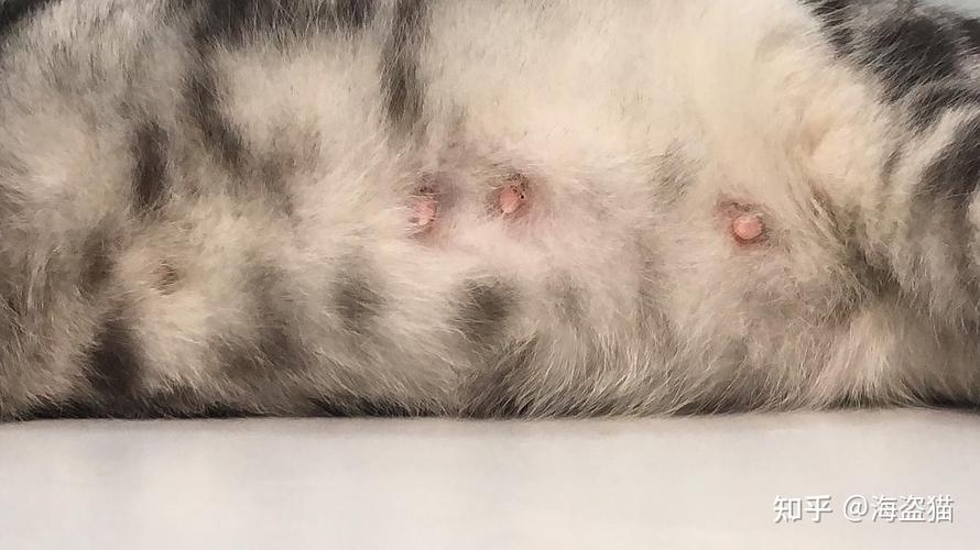 猫怀孕了需要准备什么东西