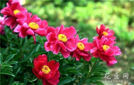 芍药花的栽培法