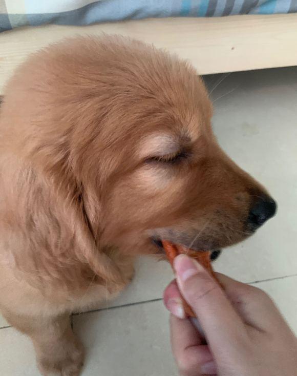 金毛不吃东西饿怎么办
