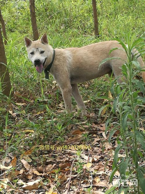 广西猎犬怎么训练