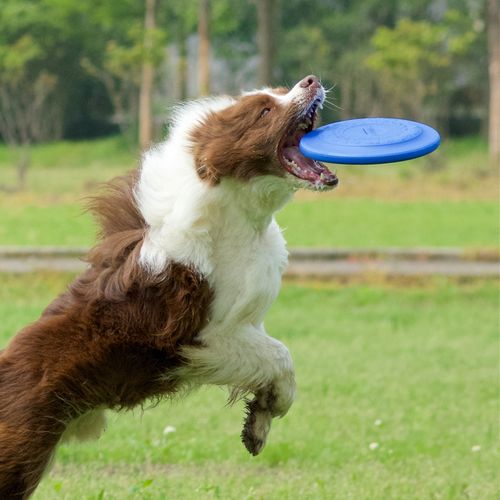 飞碟边境牧羊犬如何训练