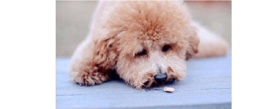 泰迪幼犬干呕咳嗽不吃东西