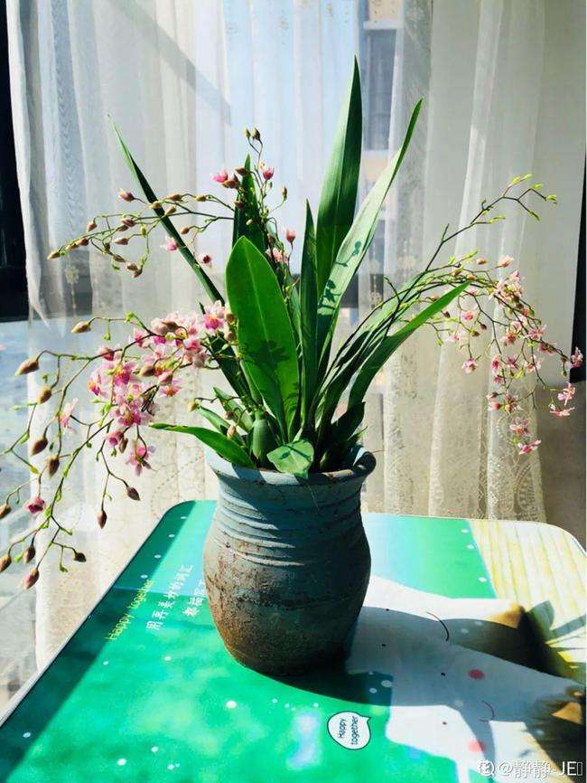 洋兰的养殖方法