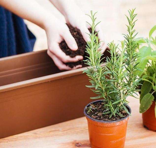 盆栽植物换盆注意事项