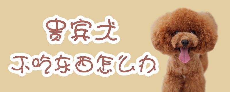 五个多月的狗狗不怎么爱吃东西了
