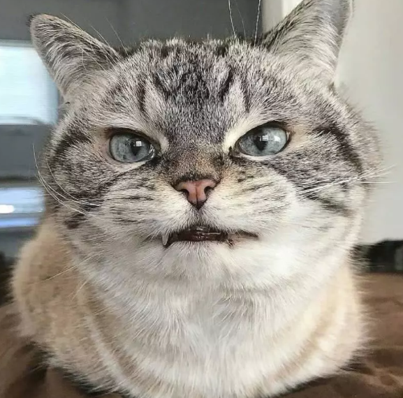 猫生气不好不吃东西怎么办