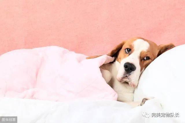 狗狗感冒不吃东西没精神怎么办
