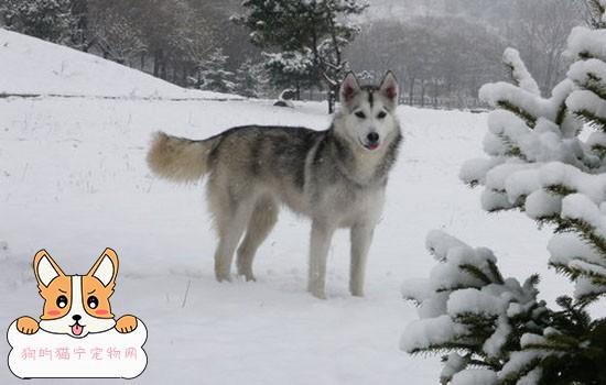 怎么让雪橇犬不咬东西