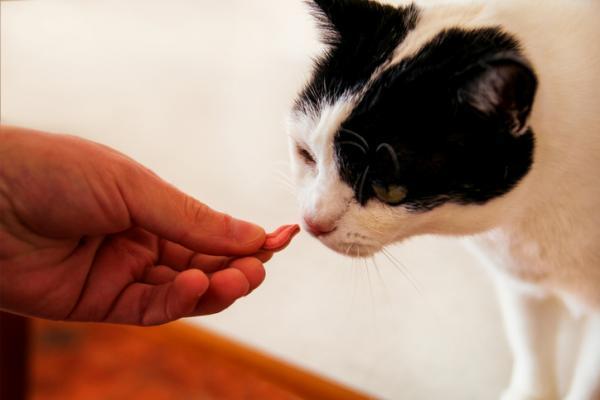猫咪乱咬东西吃