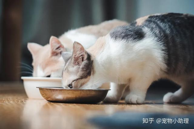 猫吃东西到排便怎么办