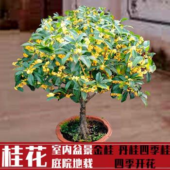 家庭盆栽花卉栽培大全