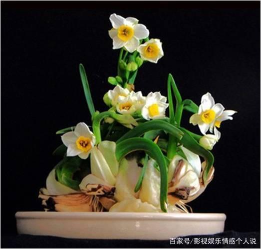 水仙栽培历史