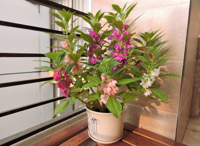 凤仙花栽培方法
