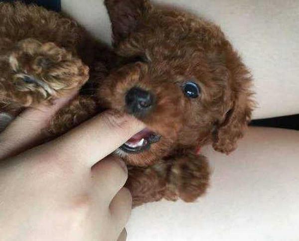 如何训练泰迪不咬人