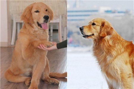 有什么东西教金毛拉屎拉尿