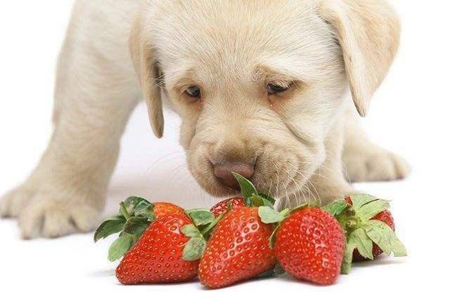 狗有什么能吃的东西怎么办啊