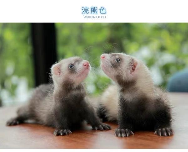 安格鲁貂训练