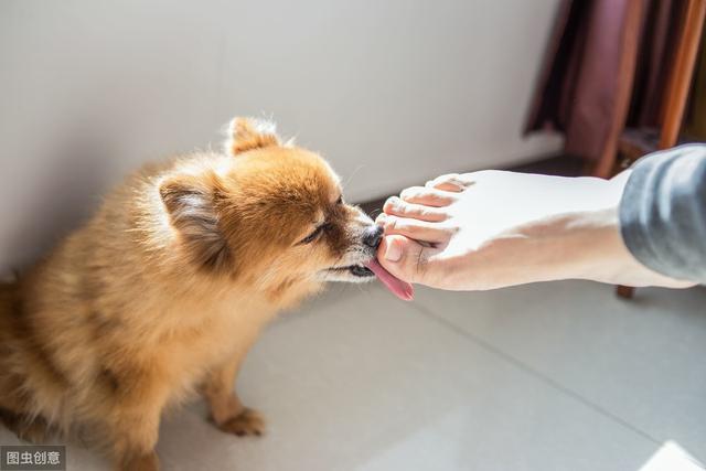 怎么训练狗舔手上的东西吃