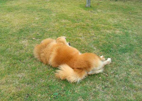 训练狗狗翻滚