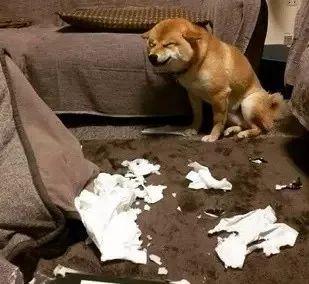 什么狗狗爱拆东西吗