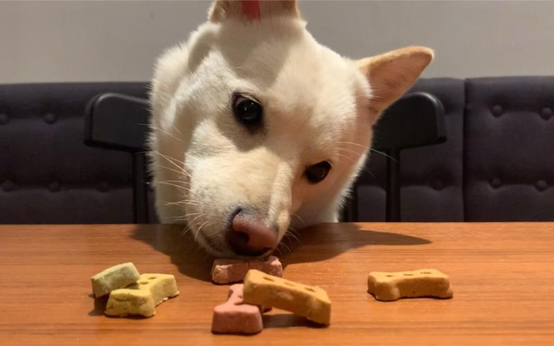 训练柴犬吃饼干