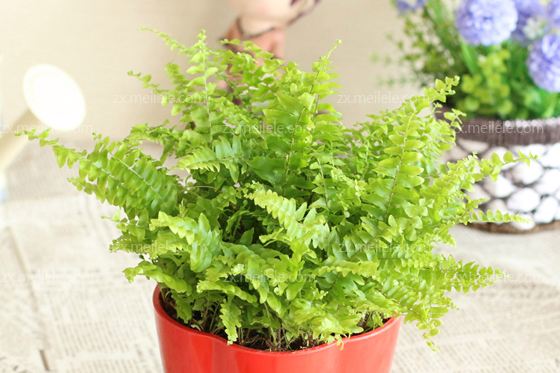 蕨类植物的养殖方法
