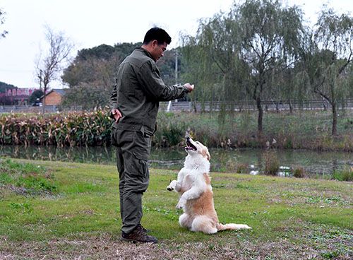 怎么训练狗靠立