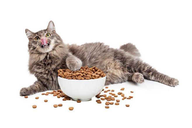 猫吃东西很少这么办