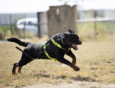 攻击犬训练