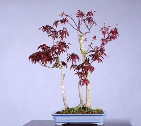 日本 红枫盆景的栽培技巧