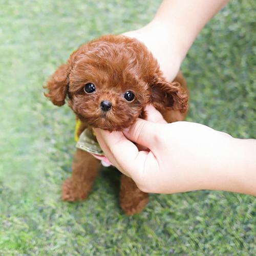 贵宾幼犬很喜欢咬东西