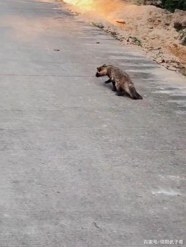 训练狗定獾洞