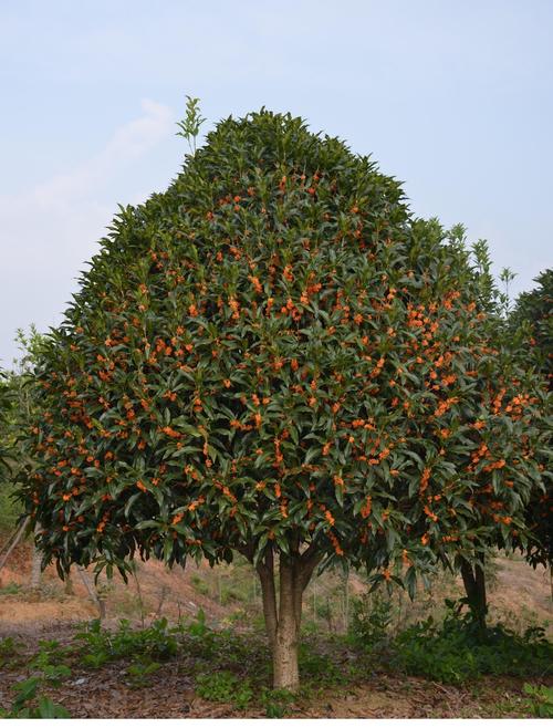贵花树怎样栽培