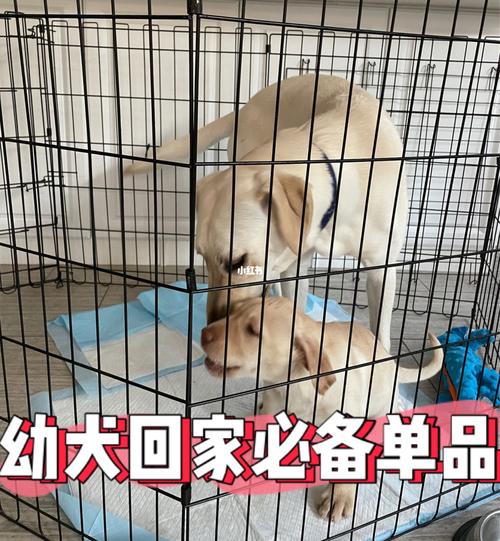 去接狗狗要准备什么东西