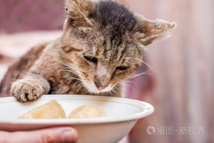 猫吃东西难受