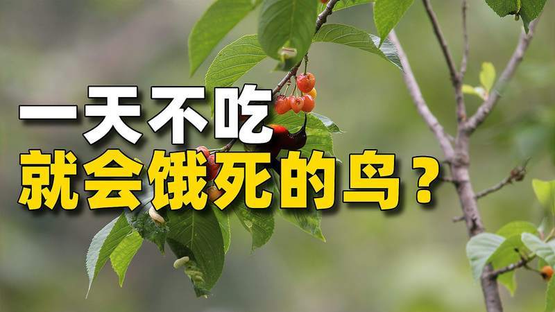 鸟儿不吃东西怎么办
