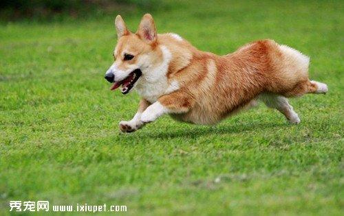 狗的基本训练