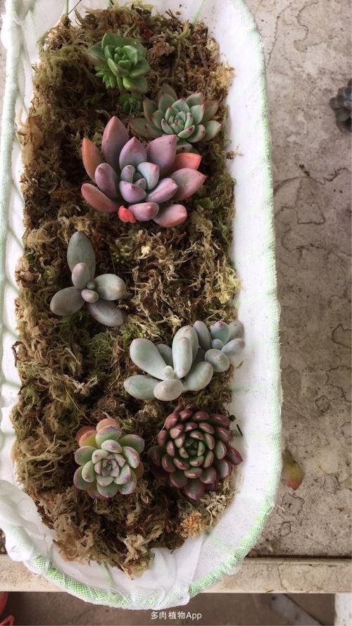 水苔栽培多肉植物