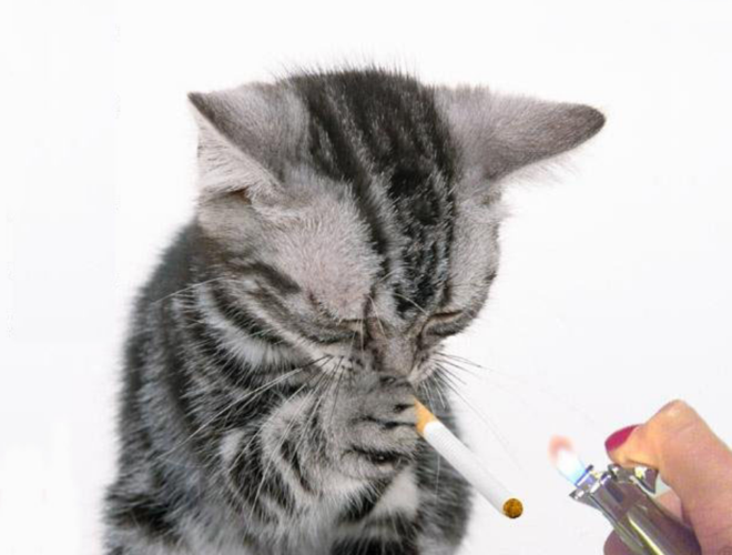 对猫有害的东西