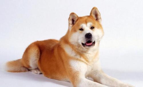 秋田犬的喂食量与其不能吃的东西